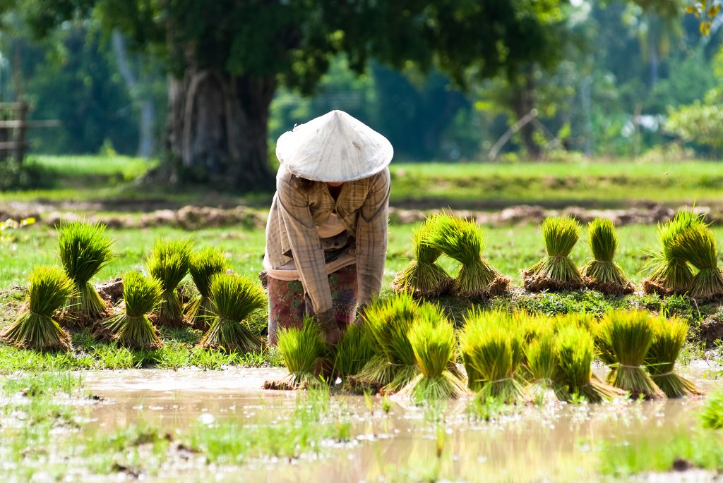 Pertanian Asia
